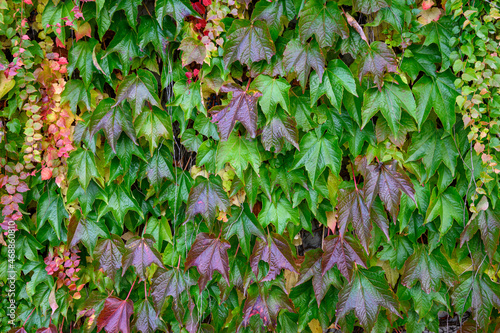 Vibrant fall colors in the foliage of vines growing on a wall, as a nature background 