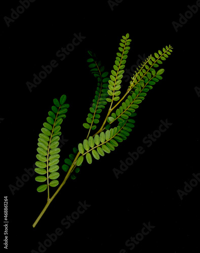 New Zealand Kowhai leaves in a scan effect. Black background photo