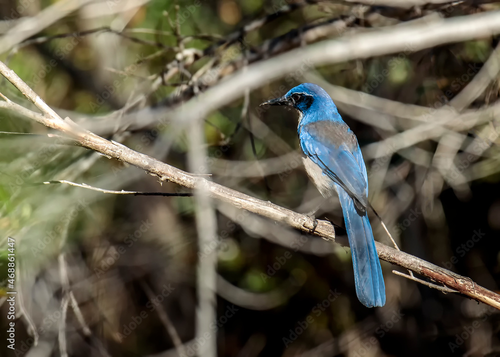 Obraz premium CHannel Islands Scrub Jay