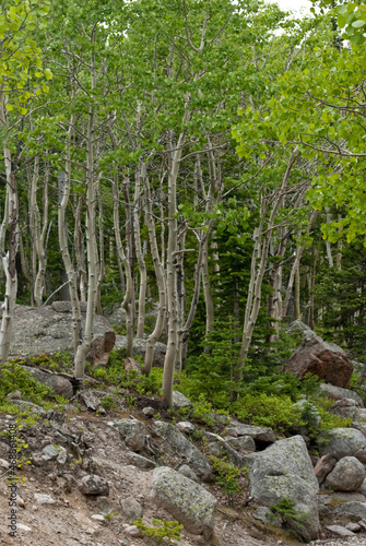 forest in spring