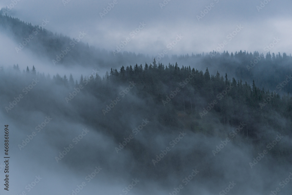 Forest in Foggy Day