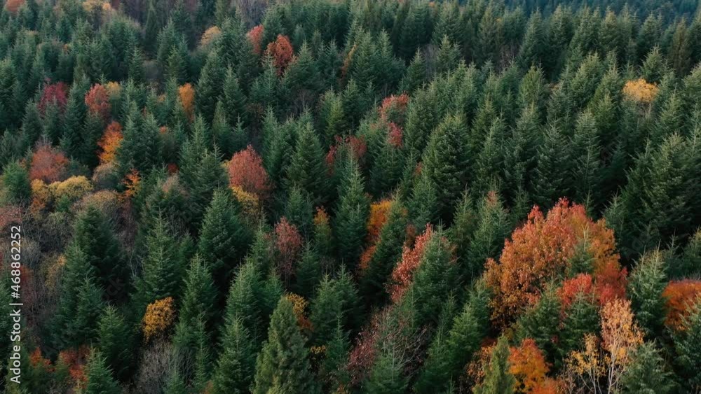 Autumn deciduous forest top view, natural background or texture. Autumn deciduous forest top view, natural background or texture.