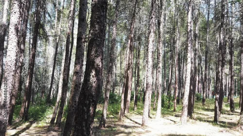 Move through dense forest on bright sunny day Move through dense forest on bright sunny day