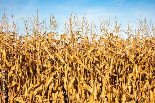 Vászonkép Wisconsin cornfield with a blue sky in October