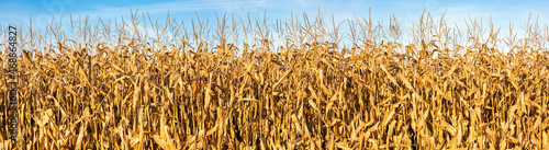 Fotografija Wisconsin cornfield with a blue sky in October