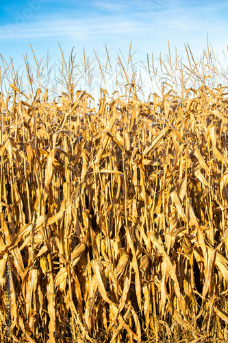 Wallpaper Mural Wisconsin cornfield with a blue sky in October