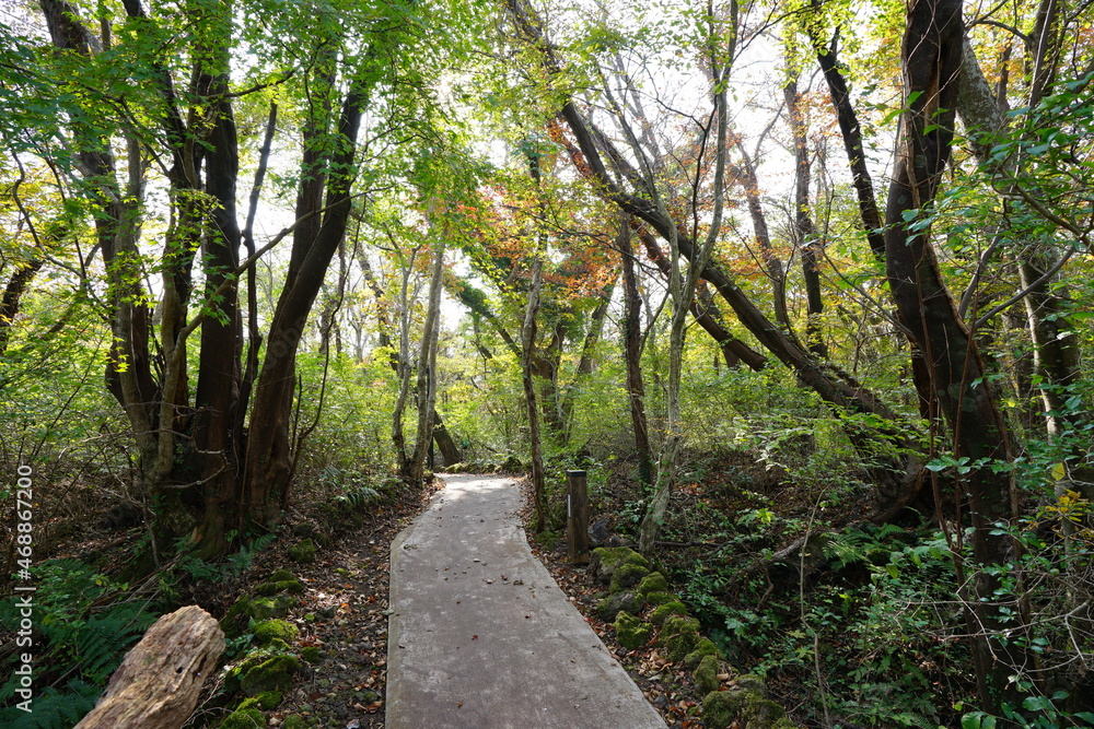 a fascinating autumn forest with a path, in the sunlight a fascinating autumn forest with a path, in the sunlight