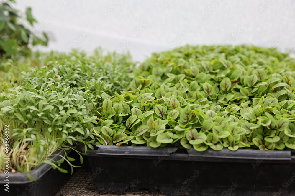 sprouts containers sprouts containers