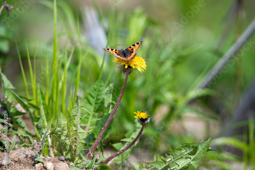 butterfly on a flower © Сергей Шерстнев