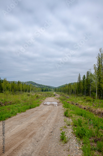 road in the forest