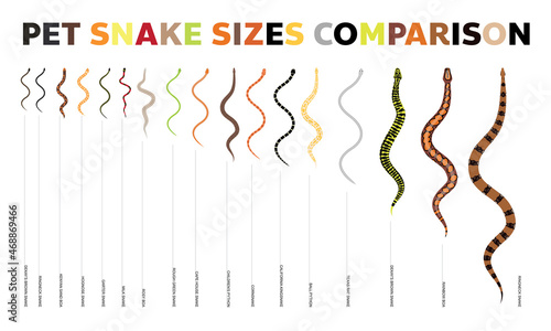 Animal Snake Pet Species Sizes Comparisons Vector Set