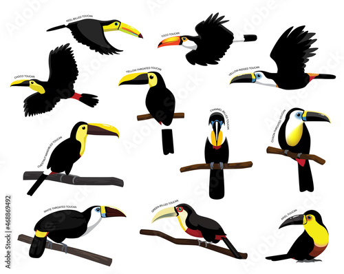 Bird Toucan Set Various Kind Identify Cartoon Vector