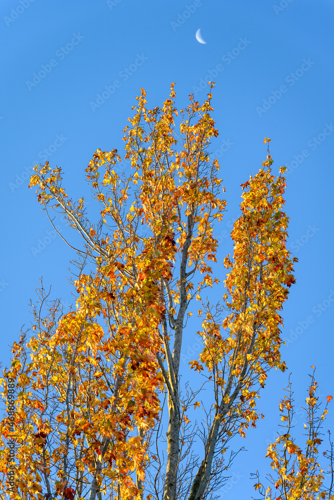Fototapeta premium Bright yellow leaves on a fall tree against a blue sky with a crescent moon in the background 
