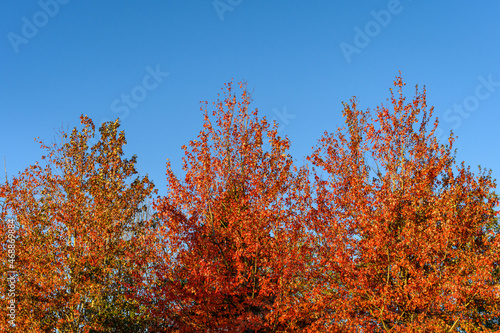 Three brilliant orange trees covered in fall leaves against a clear blue sky 