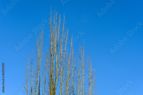 Naked  leafless branches of a fall tree against a blue sky  as a nature background 