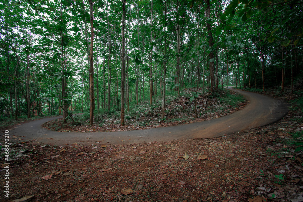 Obraz premium Beautiful road in the middle of beautiful trees