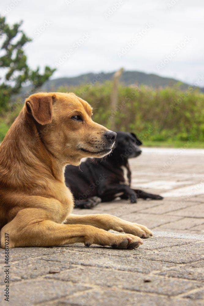 dog in the park