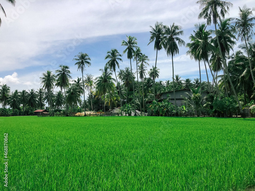 View of rice paddy field during the sunny day