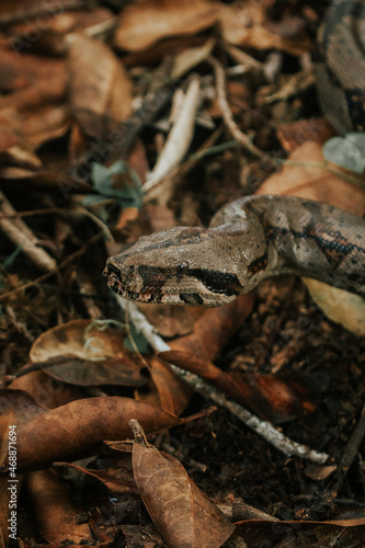 DETALLE CABEZA SERPIENTE BOA