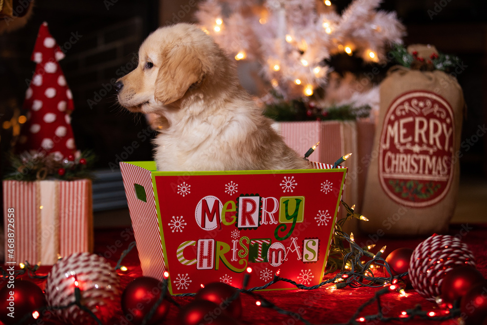 Can You Have A Christmas Tree With A Puppy