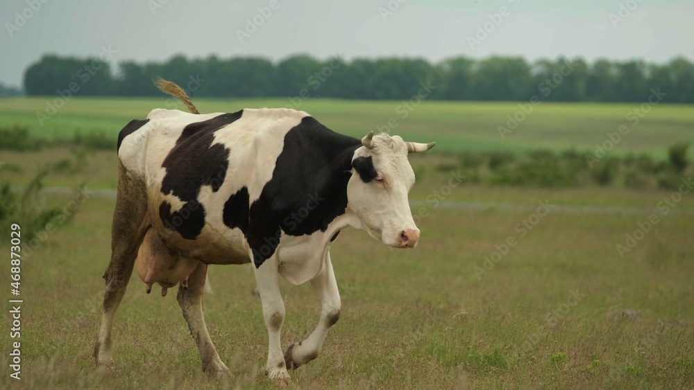 Herd of spotted cows going on pasture