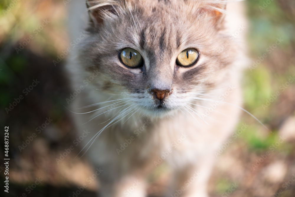 The domestic cat looks directly into the lens.