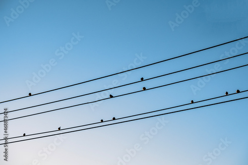 birds on wires