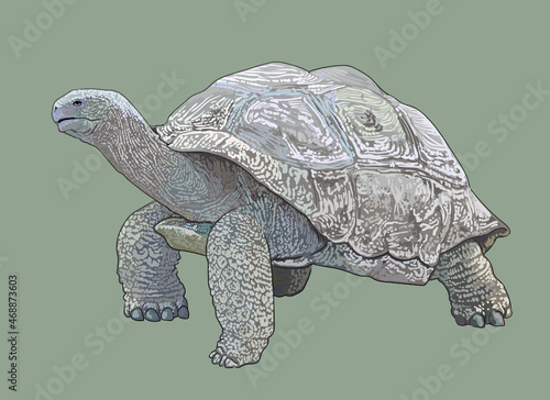Galapagos tortoise drawing, giant tortoise, art.illustration, vector