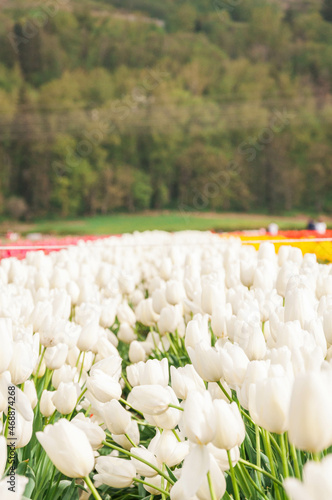 White Tulip Field © Rafael