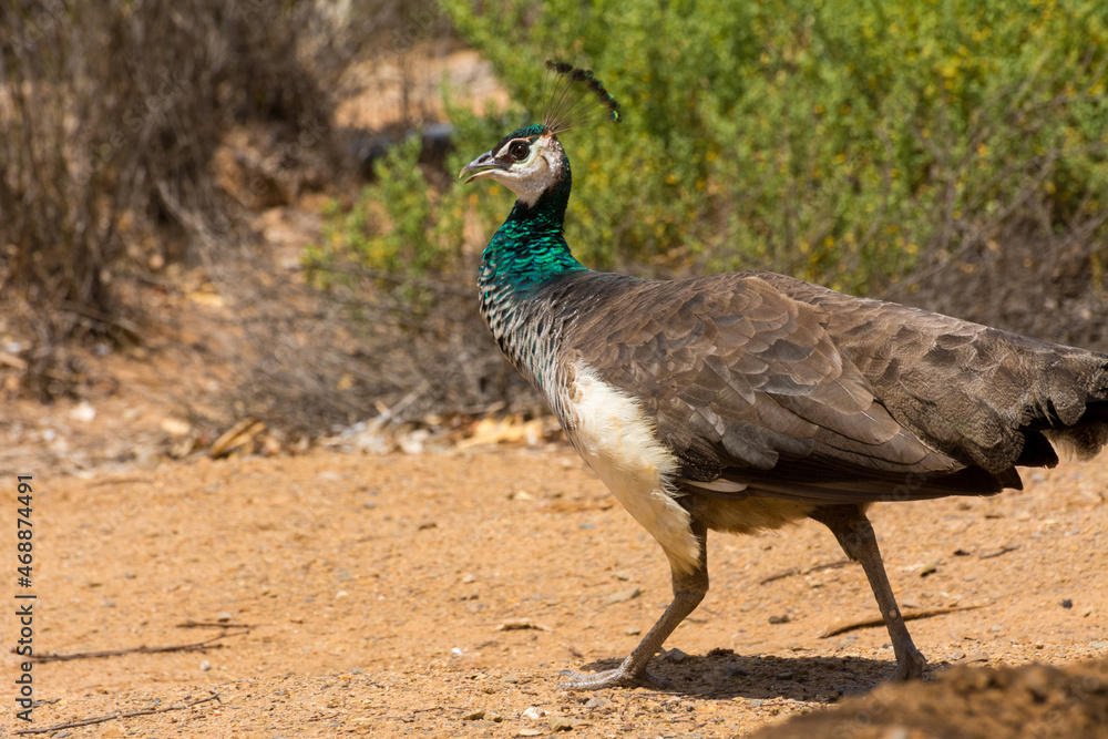 Fototapeta premium Peahen