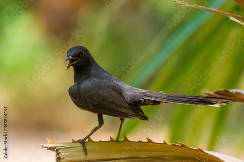 Black scrub robin