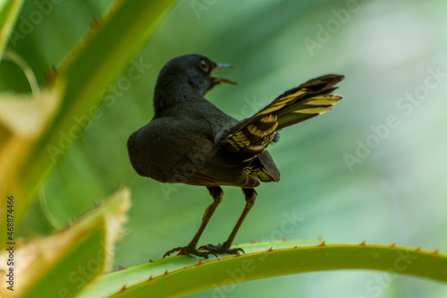 Black scrub robin