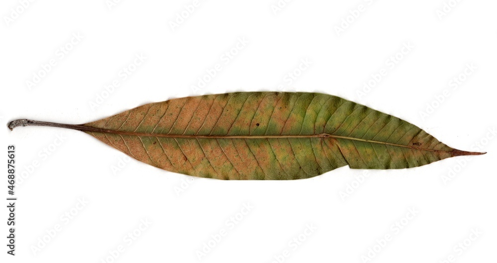 autumn leaf isolated on white background autumn leaf isolated on white background
