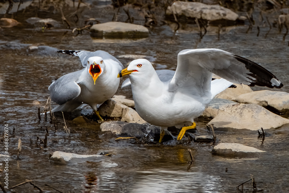 Ring-billed Gulls (Larus delawarensis) splashing in a creek in the summer sun, bird yelling at camera