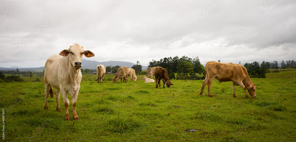 Cattle grazing, Atherton Tablelands