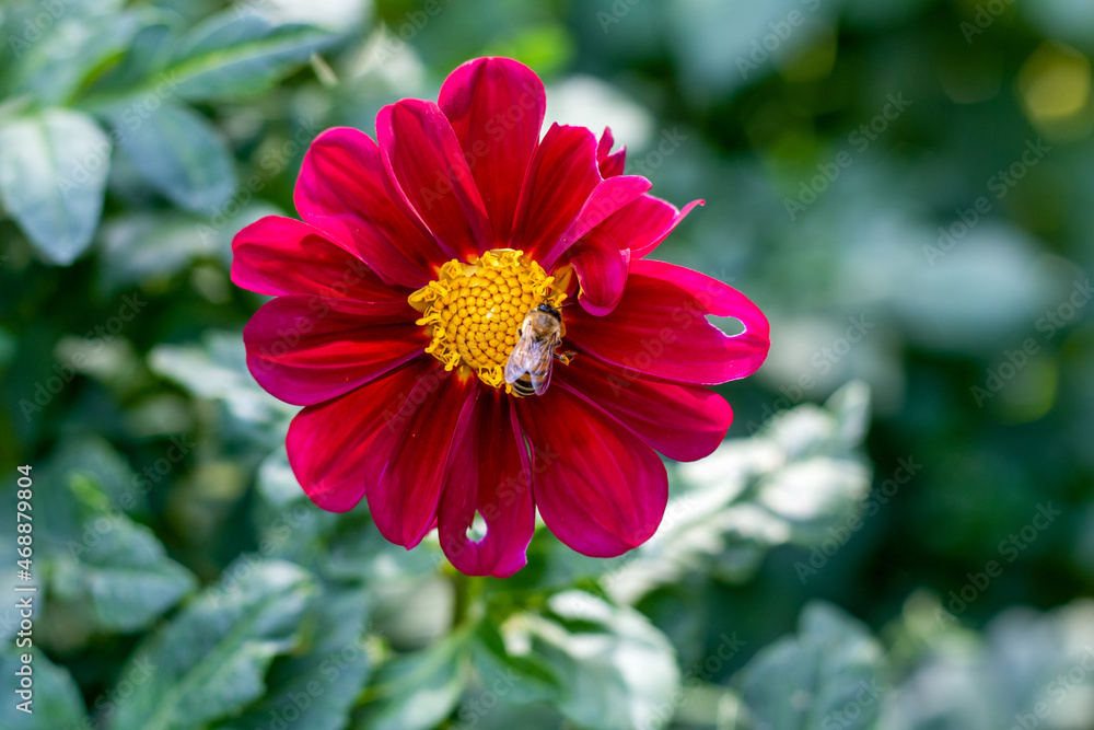 The bee is sitting on a red flower The bee is sitting on a red flower
