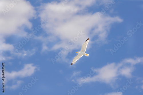 Beautiful sky seagull flight