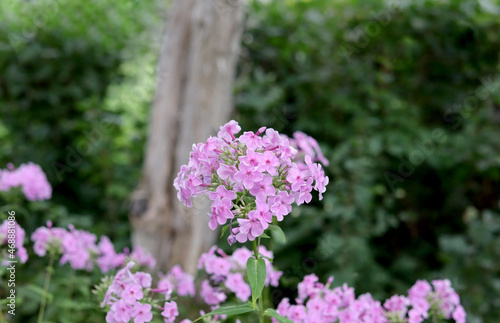 Pink Flowers in front of Tree