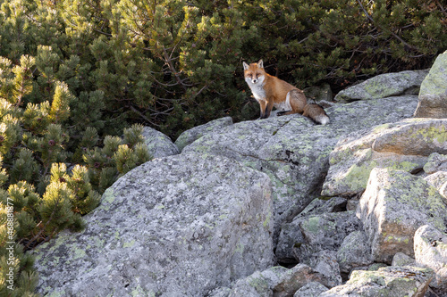 The ginger fox in the wild in High Tatras mountains. Slovakia.