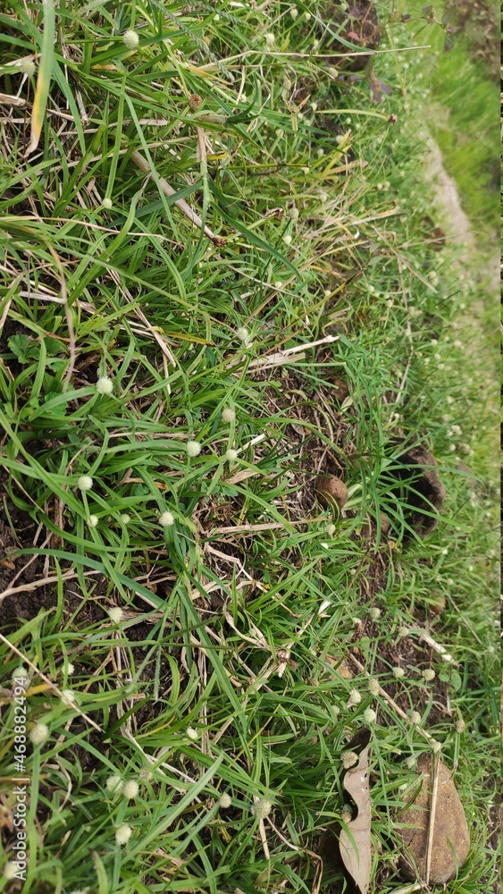 green moss background