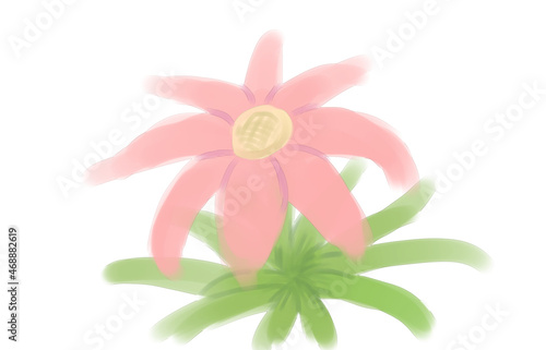 ピンク色の花　水彩画　イラスト