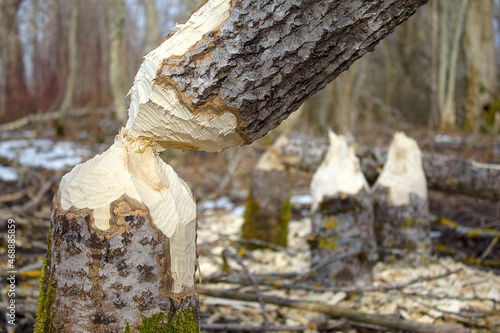 Foto a tree gnawed by a beaver. high resolution photography