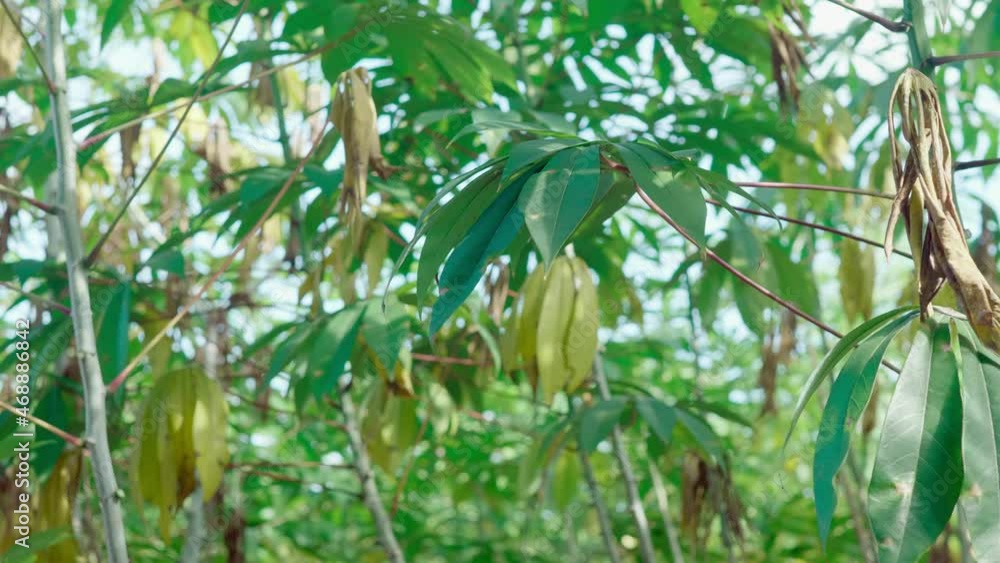 The cassava plantations in tropical areas have fresh green leaves growing. The cassava plantations in tropical areas have fresh green leaves growing.