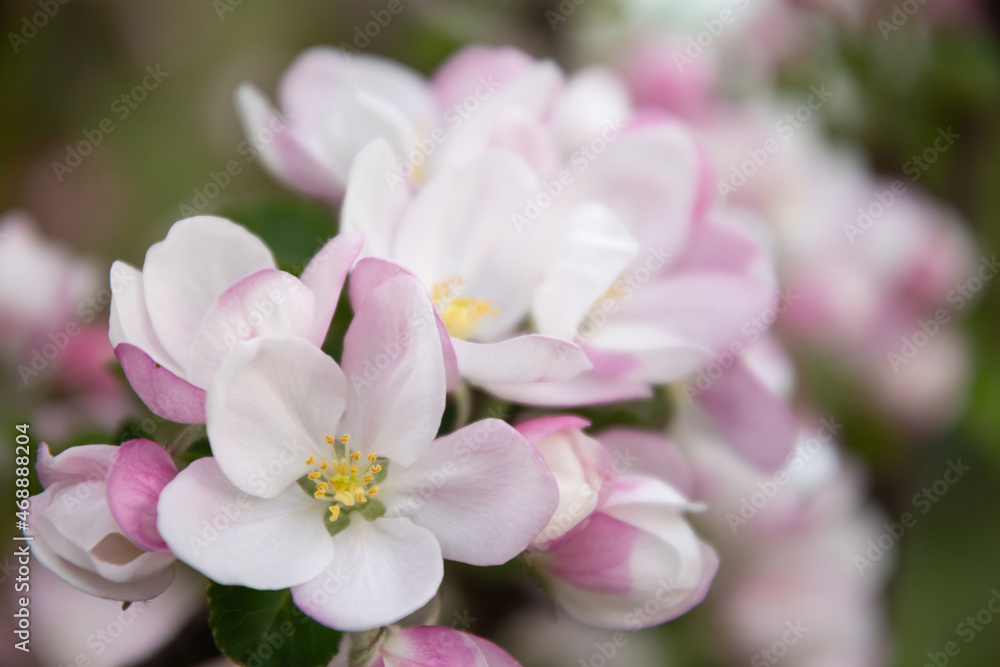 Pink flowers on the apple tree Pink flowers on the apple tree