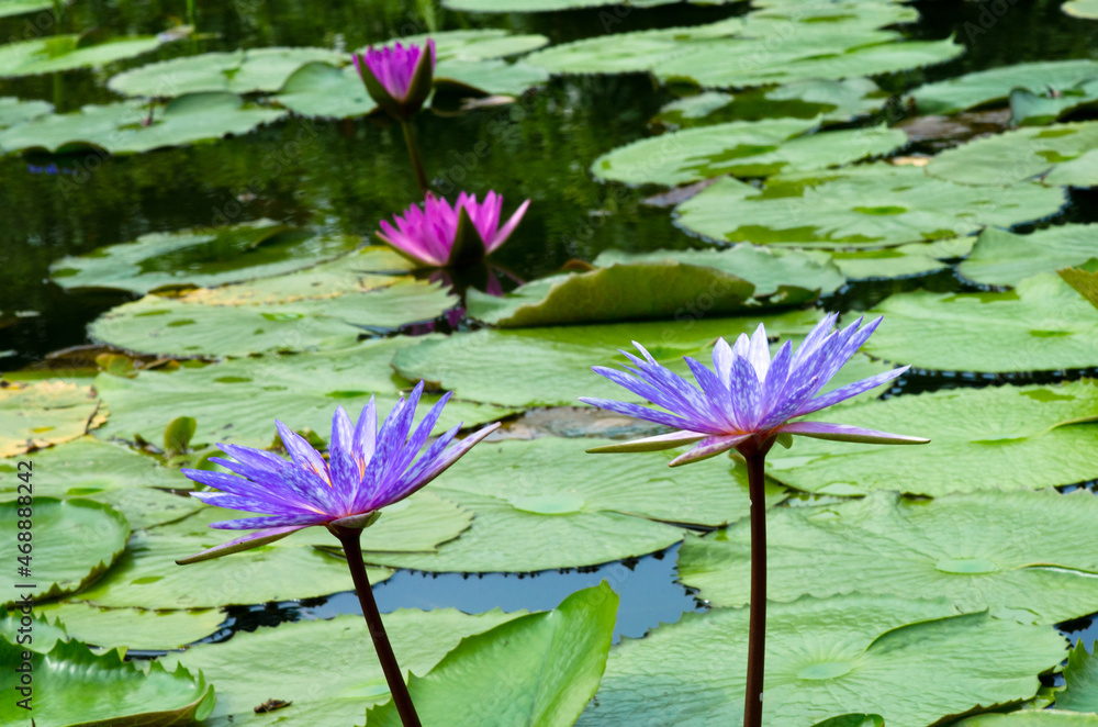 Purple Lotus flower beautiful lotus blossom or water lily flower blooming on pond background Purple Lotus flower beautiful lotus blossom or water lily flower blooming on pond background