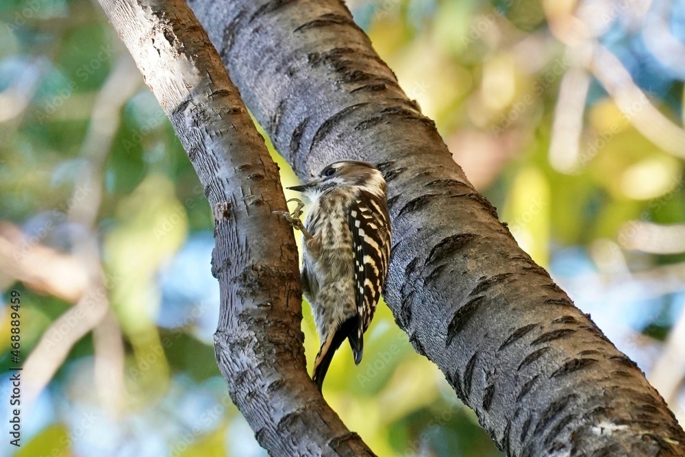 japanese pigmy woodpecker in the forest