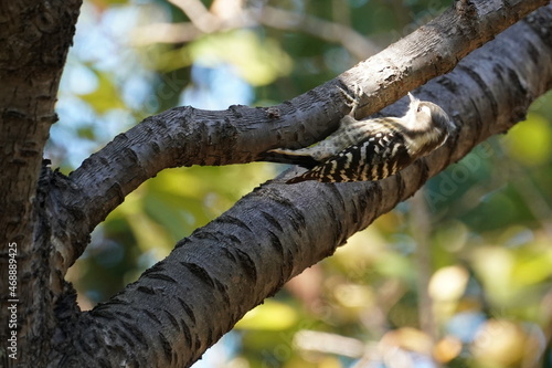 japanese pigmy woodpecker in the forest © Matthewadobe