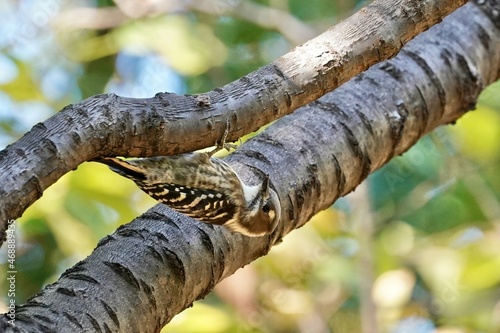 japanese pigmy woodpecker in the forest