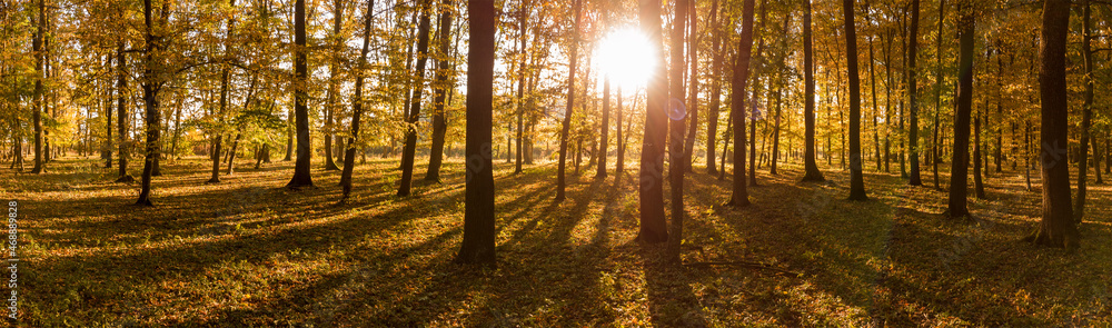 Fototapeta premium Panorama of sunrise in the yellow autumn forest. Long shadows from the trees and the glow of the sun in the camera lens.