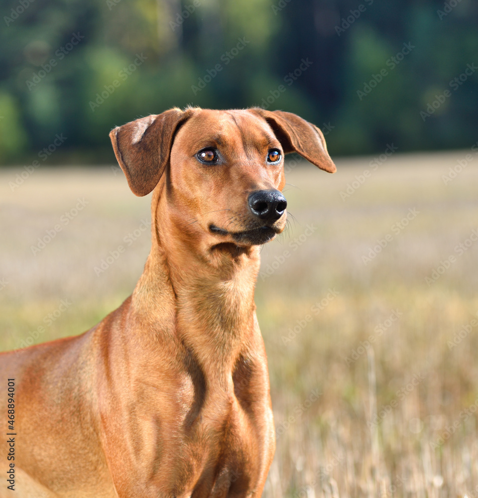 Brown German Pinscher